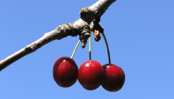 En juin c'est le temps des cerises