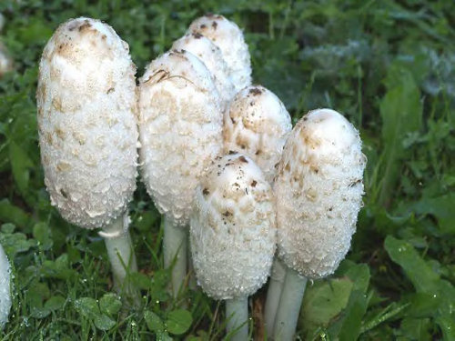 champignon Escumelle