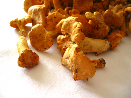 girolle chanterelle