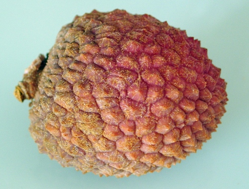 fruit litchi