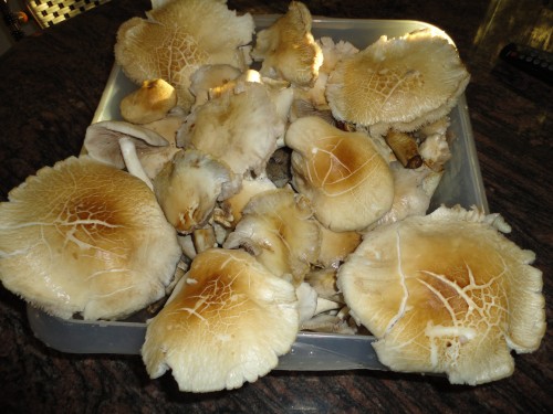 Champignon juillet pholiote