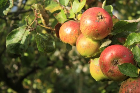 Cueillir pommes et les conserver