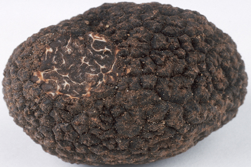 la truffe noire